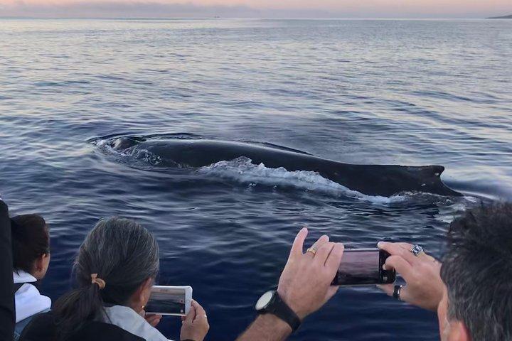 WHALES GUARANTEED Maui Whale Watching Makai Adventures