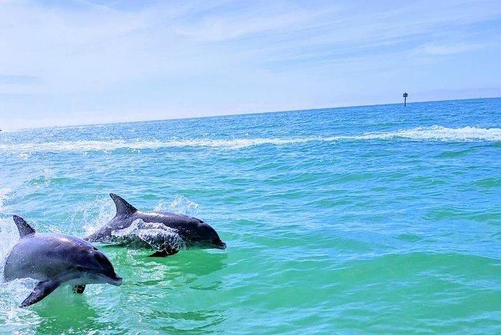 Small Group 2 Hour Dolphin Cruise with Snorkeling to Shell Key
