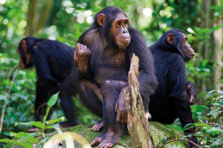2 Days of Chimpanzee Trekking - Nyungwe National Park
