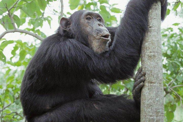 2 Days of Chimpanzee Trekking - Nyungwe National Park