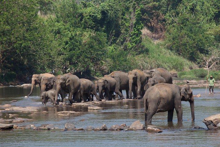 Animal Kingdom - UDAWALAWE Day Tour