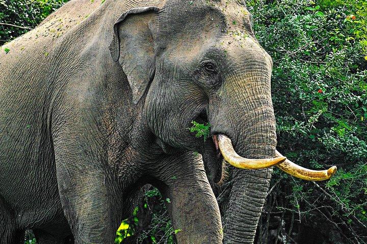 Animal Kingdom - UDAWALAWE Day Tour