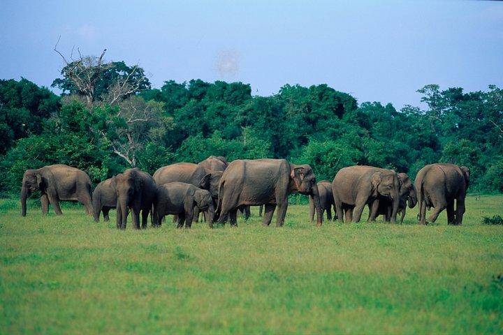 Animal Kingdom - UDAWALAWE Day Tour