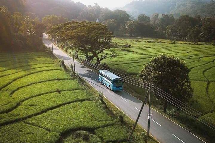 LION KING - Sinharaja Rain Forest Day Tour