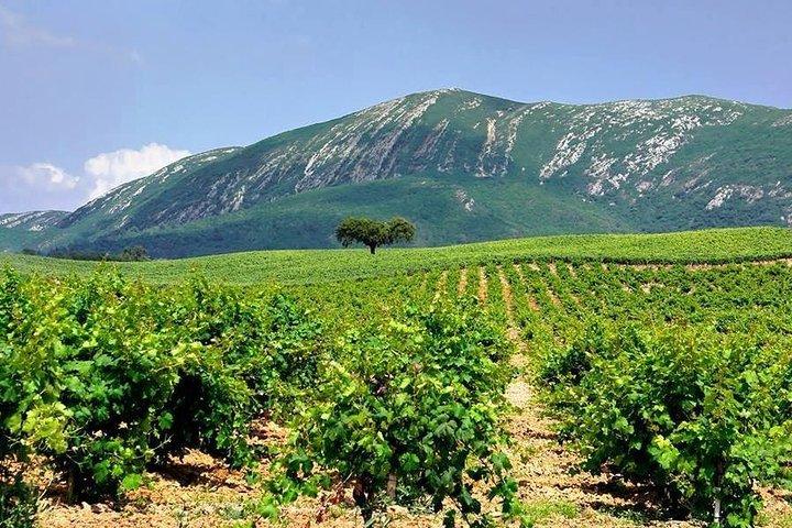Wine Tasting - Private Half-Day Tour