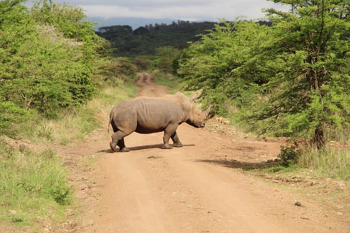 Nairobi National Park Private Safari