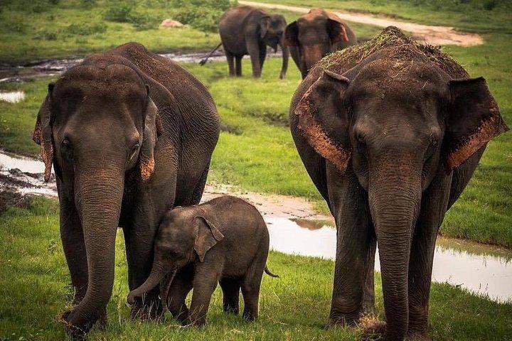 Udawalawe National Park Safari with Private Driver-Jeep and Enter ticket