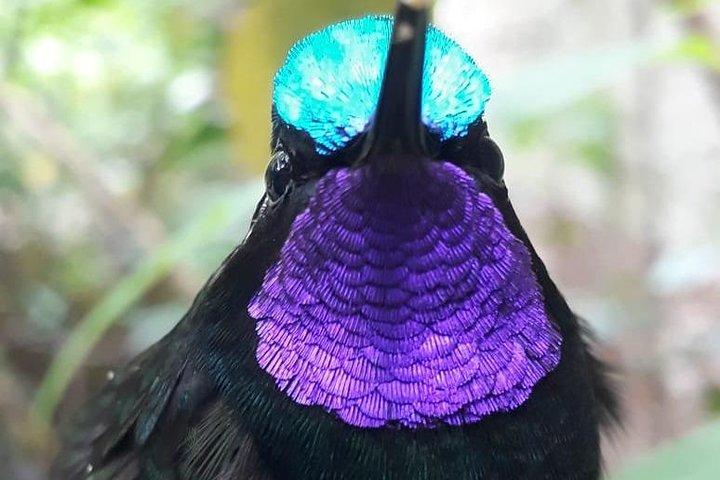 Monteverde Cloud Forest Guided Tour with Expert Naturalist