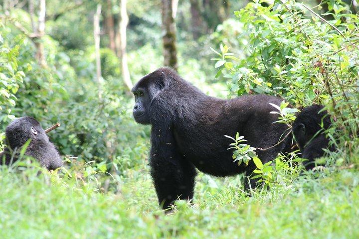 4 Day Gorillas, Wildlife and Chimpanzee Trek at Kibale