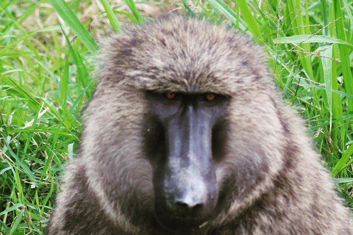 4 Day Gorillas, Wildlife and Chimpanzee Trek at Kibale