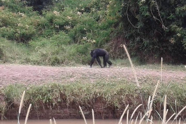 Overnight safari to Olpajeta Conservancy and Mount Kenya Climbing