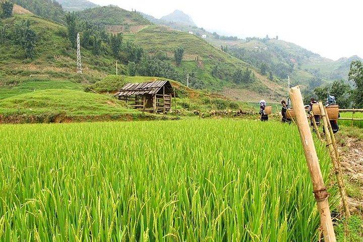Discover rice fields and nature of Sapa – 1 day