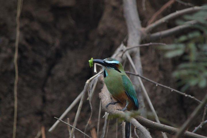 Monteverde Night Walk: Sloths, Snakes & Nocturnal Wildlife