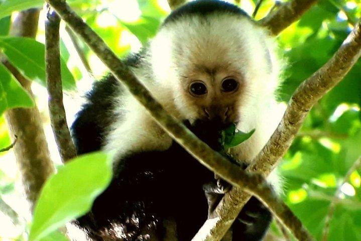 Monteverde Night Walk: Sloths, Snakes & Nocturnal Wildlife