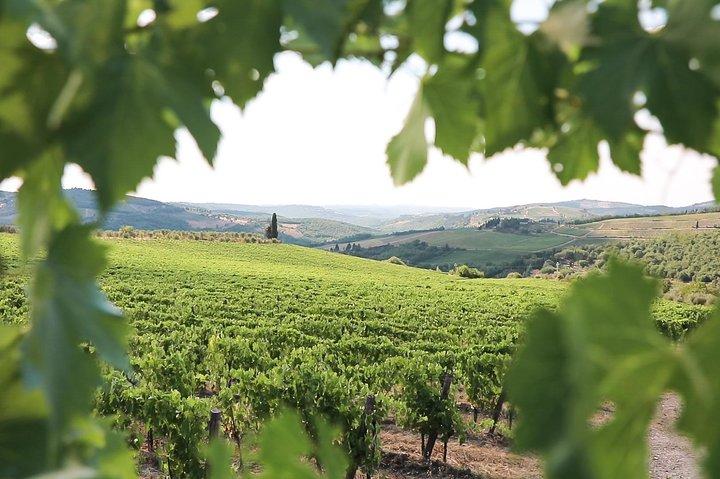 Half-Day Chianti Wine Tasting from Florence with Two Wineries