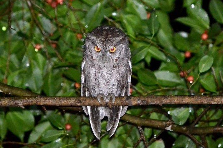 Monteverde Night Walk: Sloths, Snakes & Nocturnal Wildlife