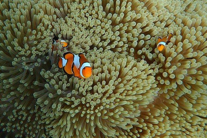 Similan Islands Snorkeling Day Trip By Love Andaman From Phuket