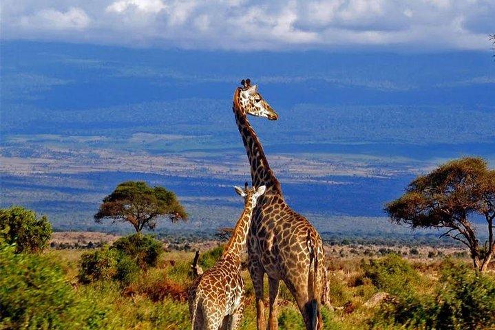 6 Day Kilimanjaro Hiking & Climb Tour Via Machame Route
