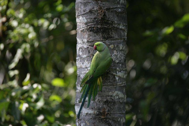 The birdwatchers quest:through the Swamp of Royal Treasure–Muturajawela Wetlands