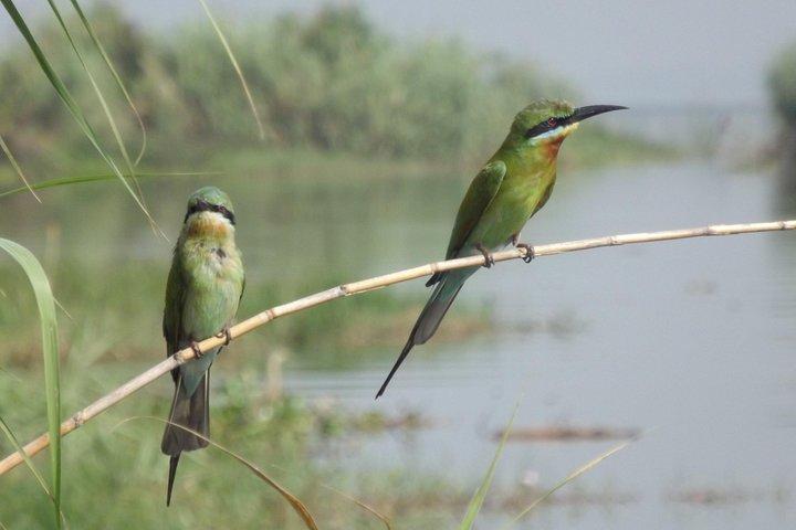 The birdwatchers quest:through the Swamp of Royal Treasure–Muturajawela Wetlands