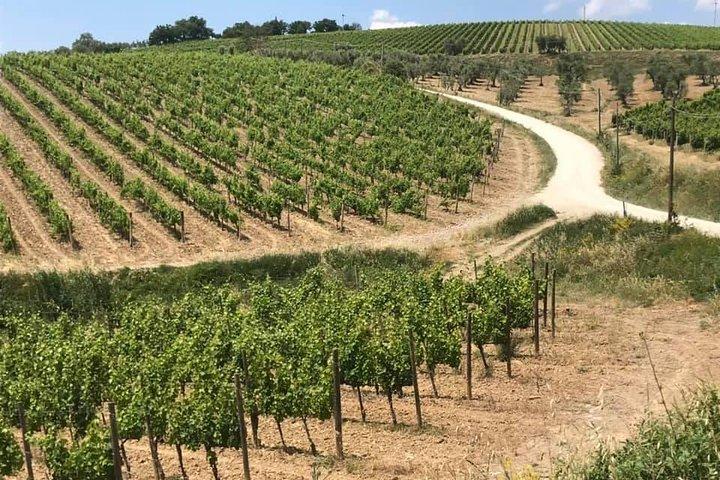 Small group Chianti-side wine tour with Mercedes V class Van