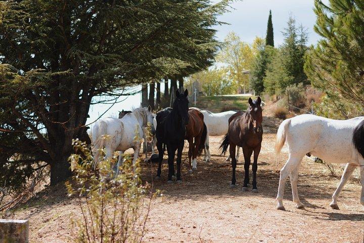 Horse Riding Madrid Natural Park (long Trip)