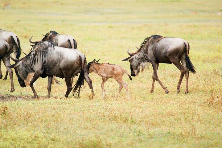 5 Day Serena Luxury Tanzania Safari