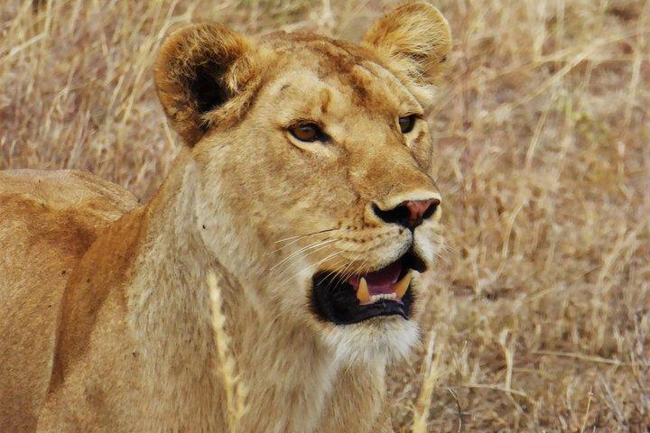 3 Days Samburu Big Five