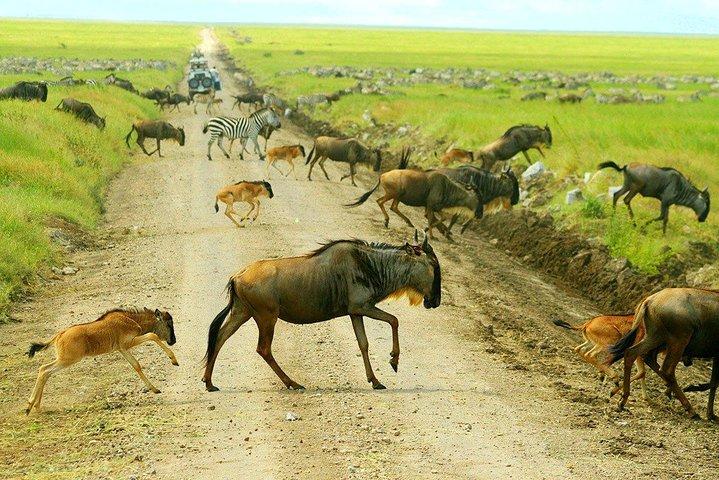 5 Day Serena Luxury Tanzania Safari