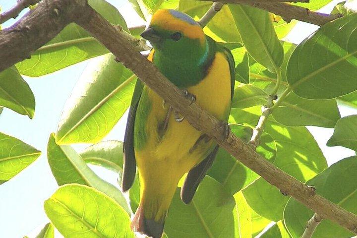 Monteverde Birdwatching Experience