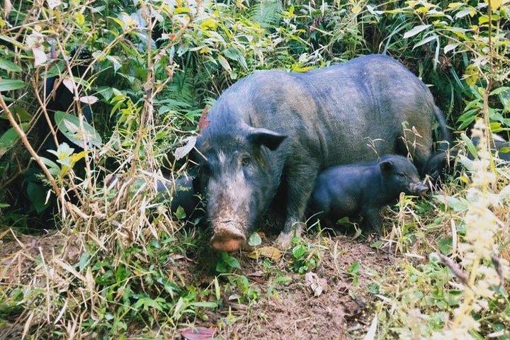 Discover rice fields and nature of Sapa – 1 day