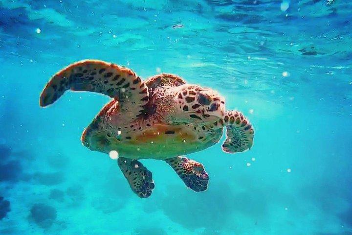 Blue Lagoon Bali Snorkeling Experience with Lunch & Optional Tour