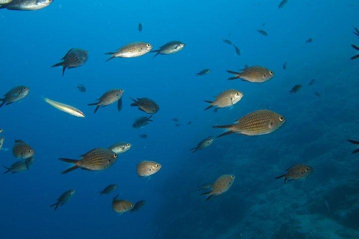 Nightsnorkeling