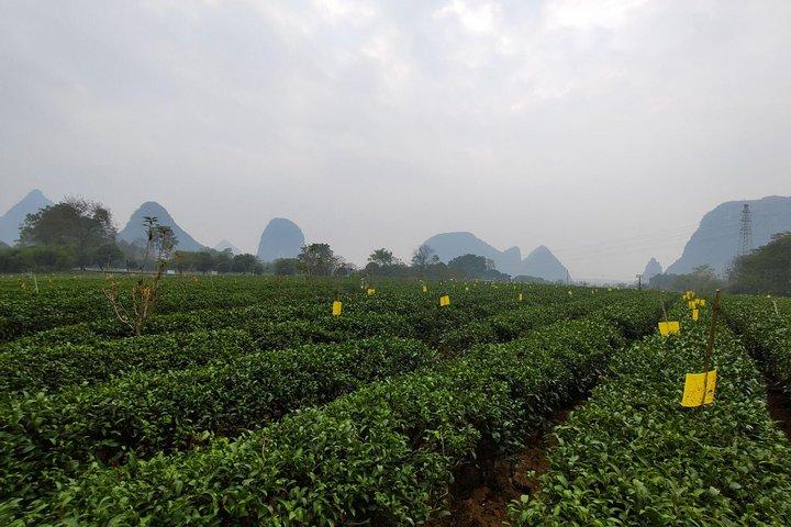 Half-Day Guilin City Tour: Reed Flute Cave and Tea Plantation