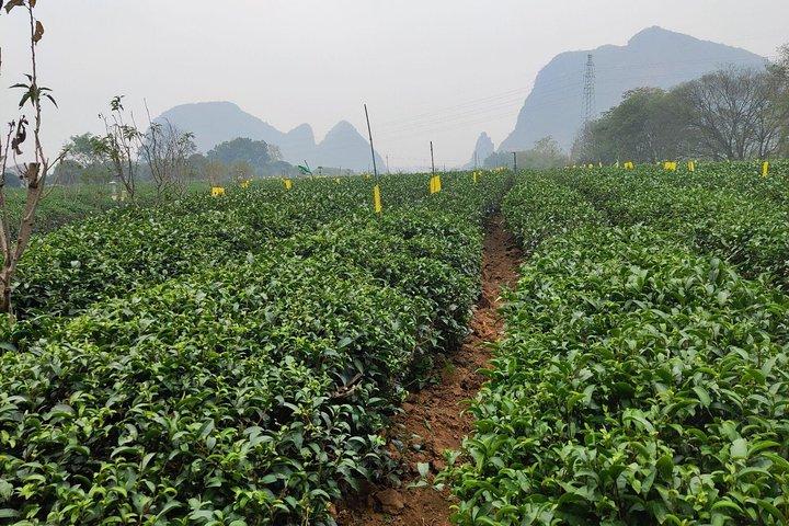 Half-Day Guilin City Tour: Reed Flute Cave and Tea Plantation