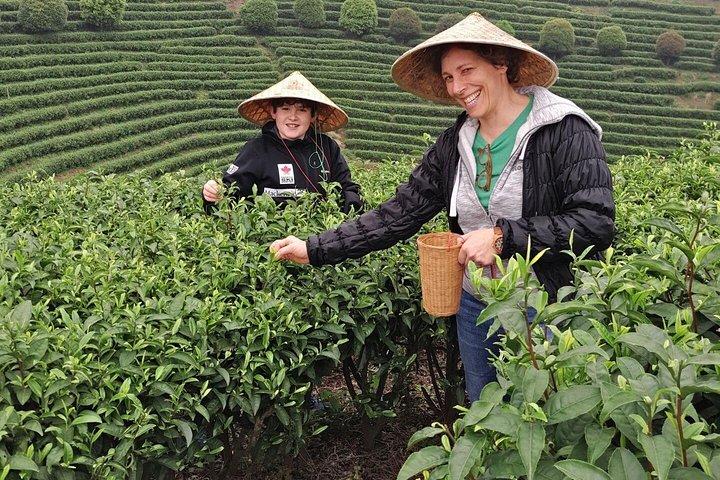 Half-Day Guilin City Tour: Reed Flute Cave and Elephant hill and Tea Plantation