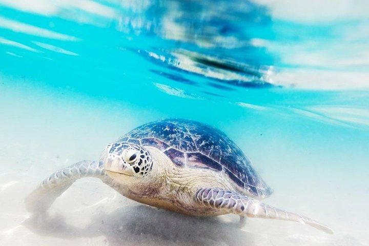 8 Day Sri Lanka Private Tour with Driver and Accommodation