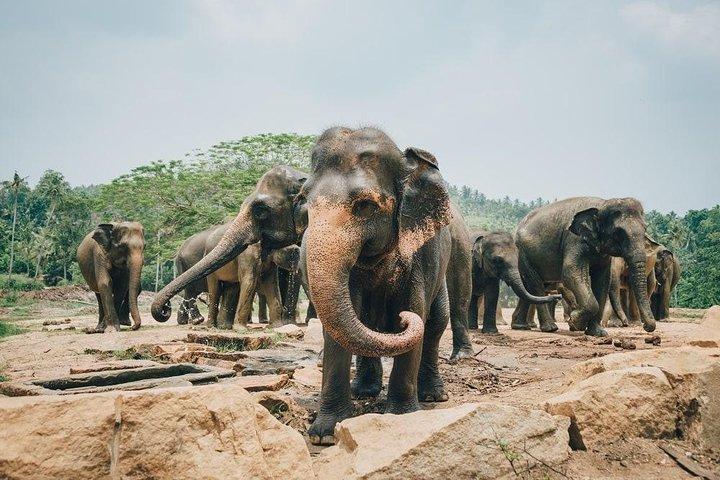 8 Day Sri Lanka Private Tour with Driver and Accommodation