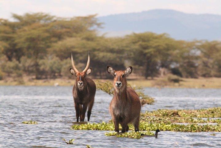 5 Days Ol pejeta, Lake Naivasha & Masai Mara Private Safari