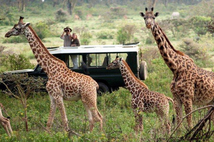 9-Days Best of Kenya's Wildlife Private Safari