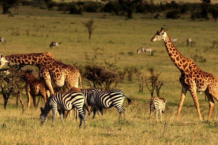3 Days Ngorongoro Crater Wildlife Safari