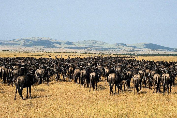 4 Days 3 Nights Serengeti National Park Tanzania Safari