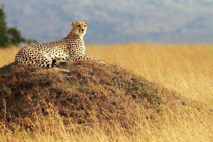 4 Days 3 Nights Serengeti National Park Tanzania Safari