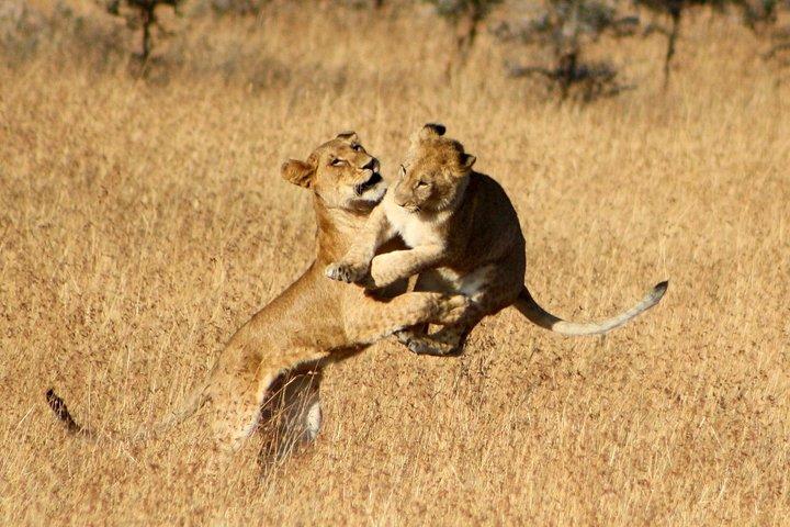 4 Days 3 Nights Serengeti National Park Tanzania Safari