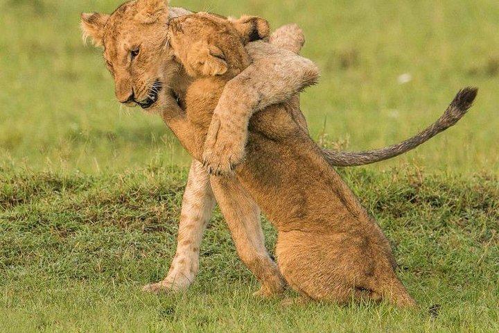 6 Days Rift Valley Lakes and Masai Mara Safari on 4x4 Jeep