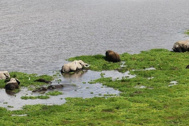 6 Days Amboseli, Lake Naivasha & Masai Mara Safari on 4x4 Jeep
