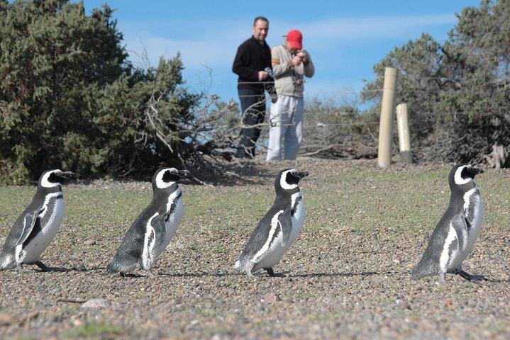 Punta Tombo Shore Excursion w/box Lunch(Shared tour for cruises)
