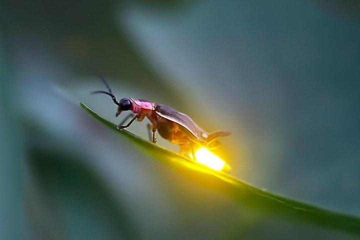 Kuala Selangor Firefly Tour