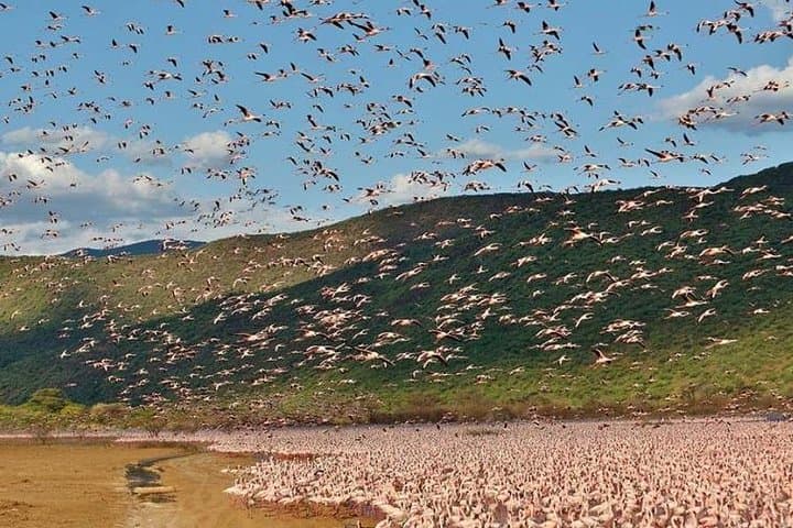 2 Days Lake Elementaita National park Safari