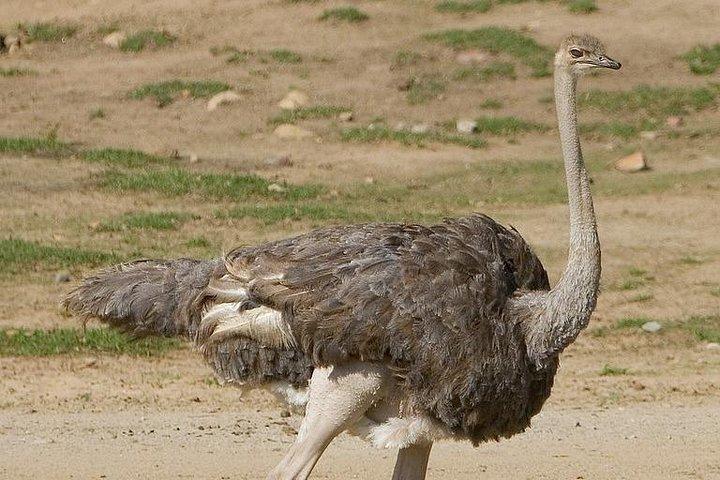 4 Days Mid-range Safari in Serengeti, Ngorongoro and Tarangire